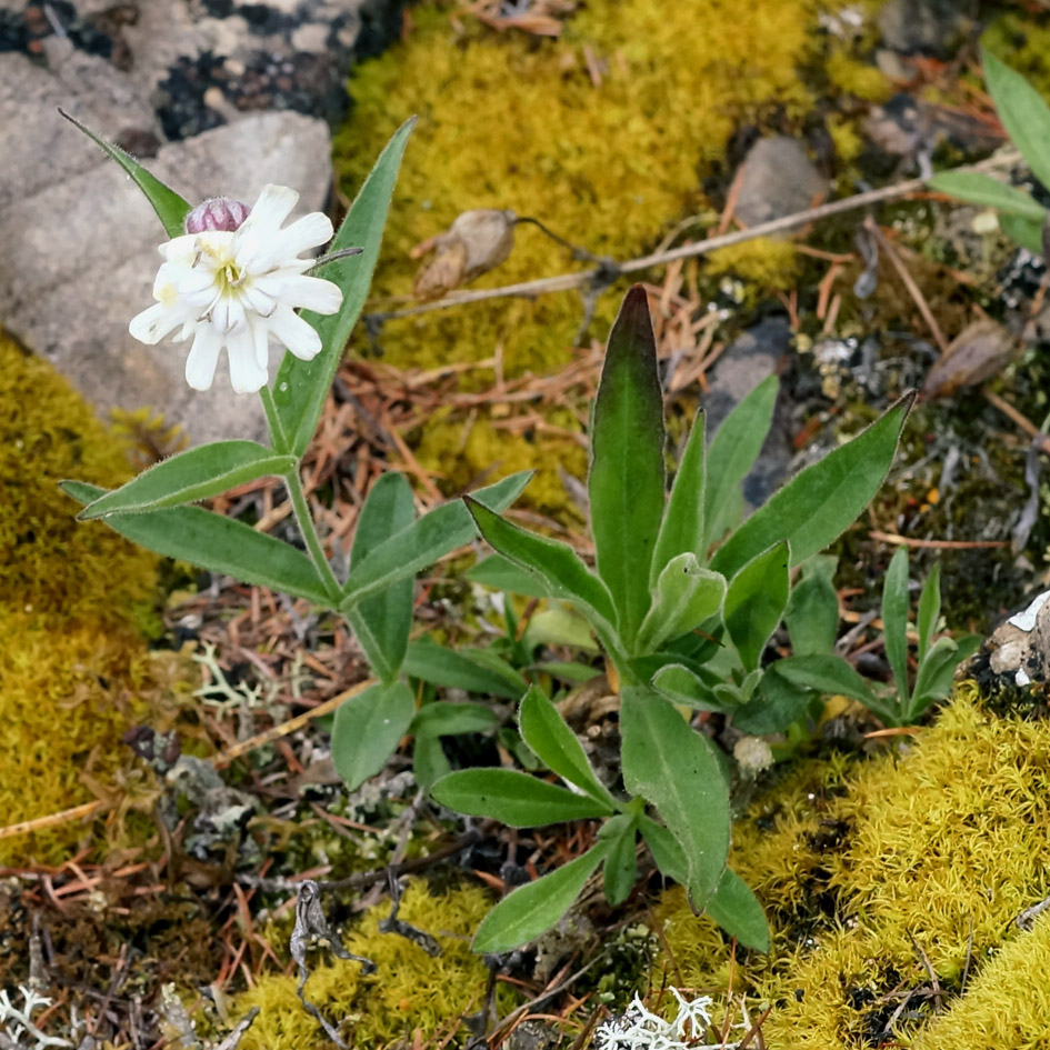 Изображение особи Gastrolychnis saxatilis.