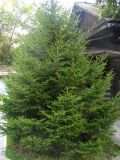 Picea obovata. Молодые и взрослые растения. Красноярский край, г. Красноярск, в культуре. 15.08.2018.