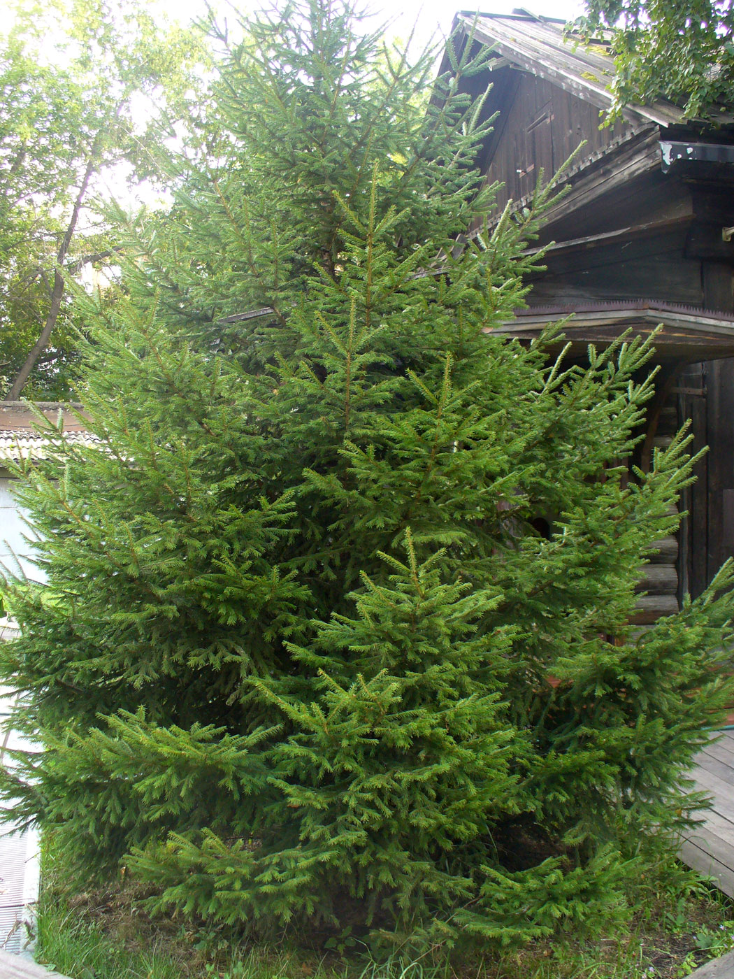 Image of Picea obovata specimen.