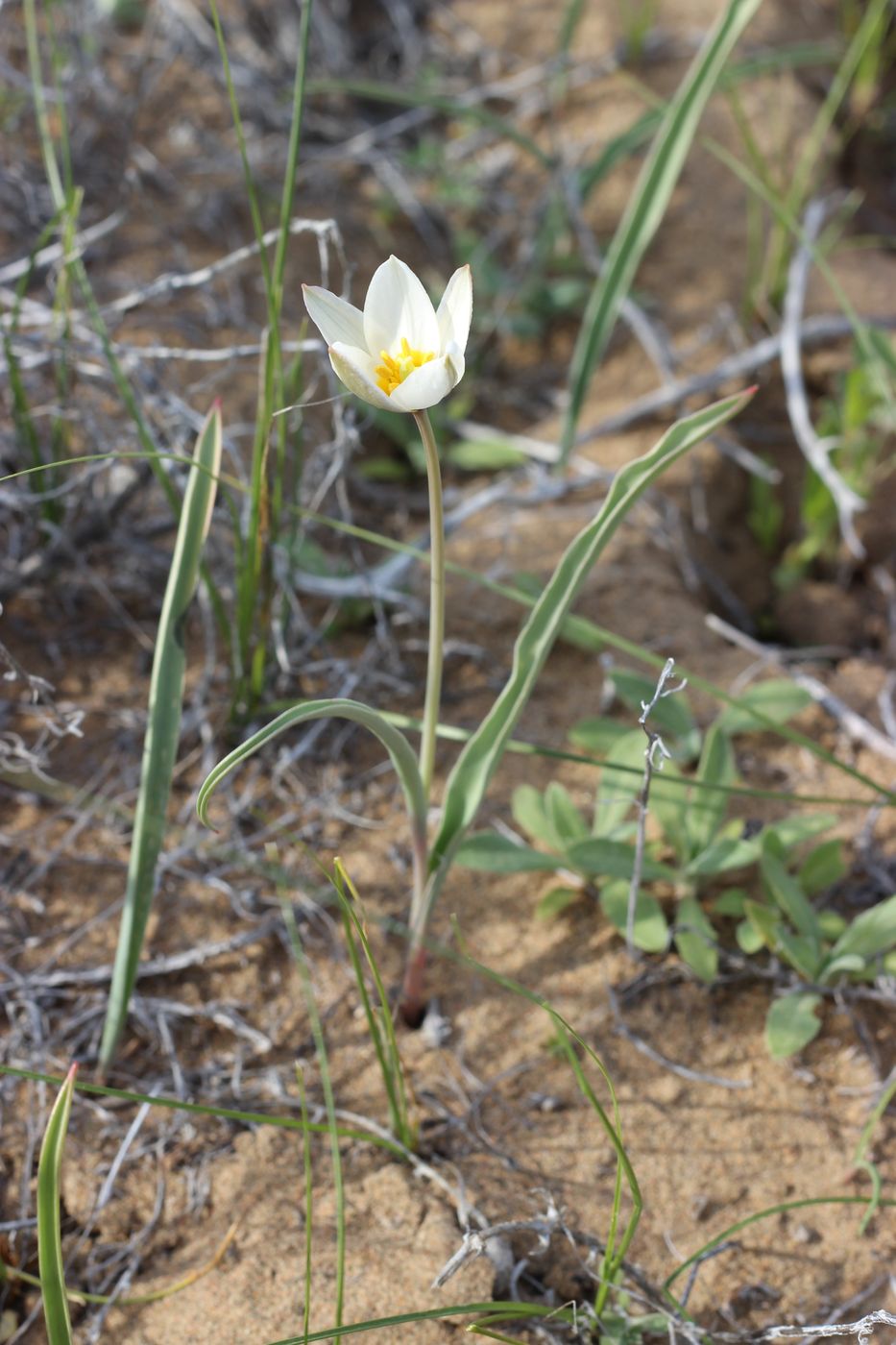 Изображение особи Tulipa sogdiana.