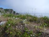 Leontopodium stellatum. Цветущие растения на приморском лугу в сообществе с Ligusticum scoticum и Geranium erianthum. Магаданская обл., окр. г. Магадан, коса между мысом Островной и о. Птичий, приморский луг. 21.07.2018.