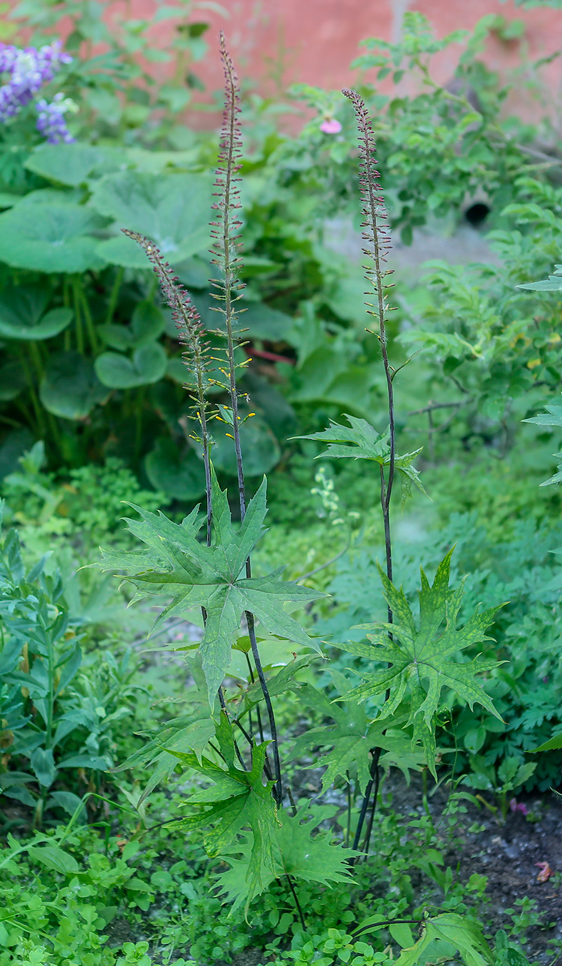 Image of Ligularia przewalskii specimen.