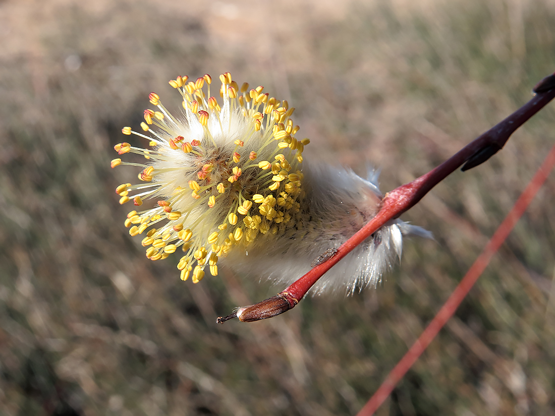 Изображение особи Salix acutifolia.