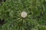genus Carduus