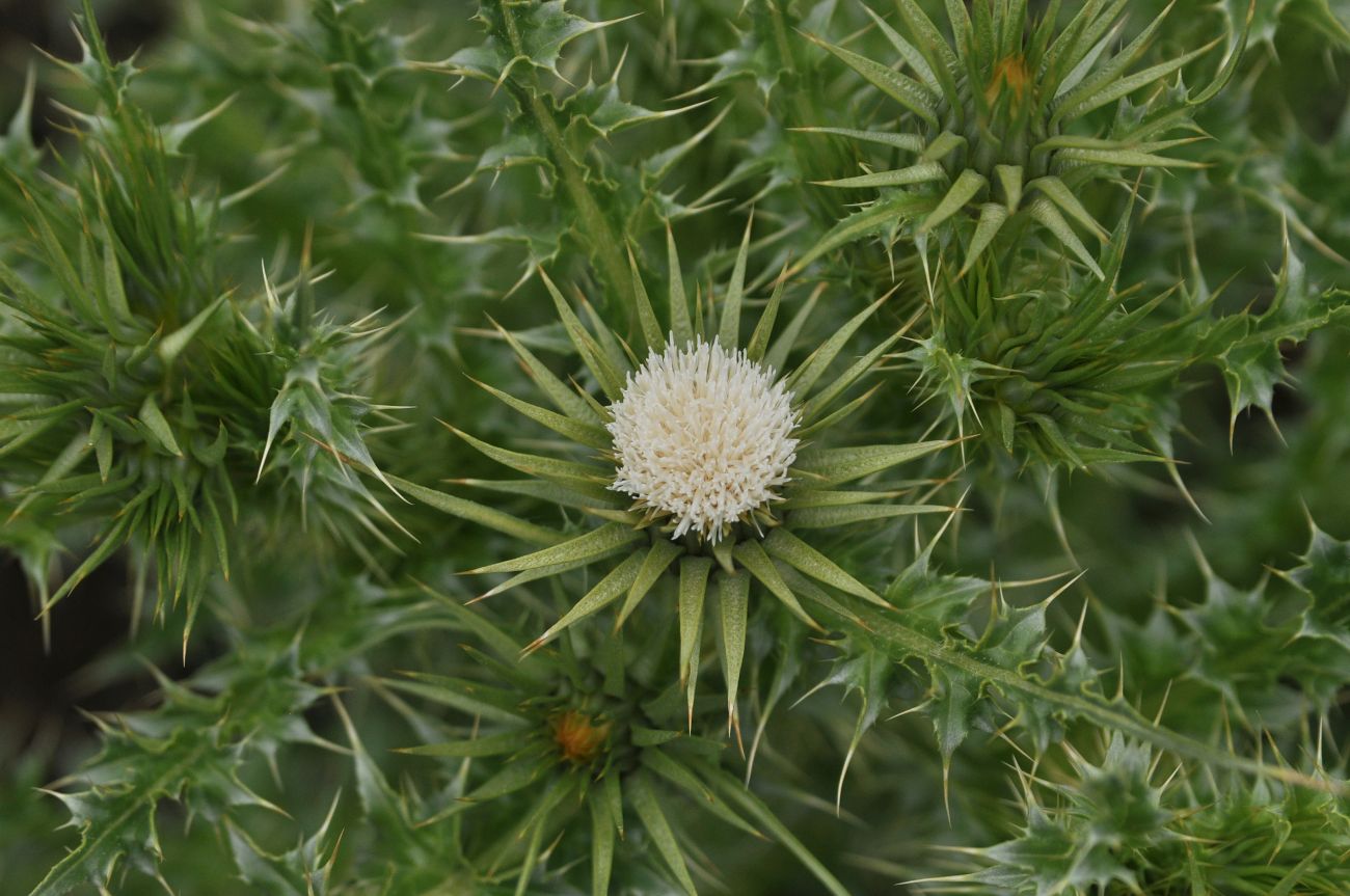 Image of genus Carduus specimen.