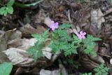 Geranium robertianum