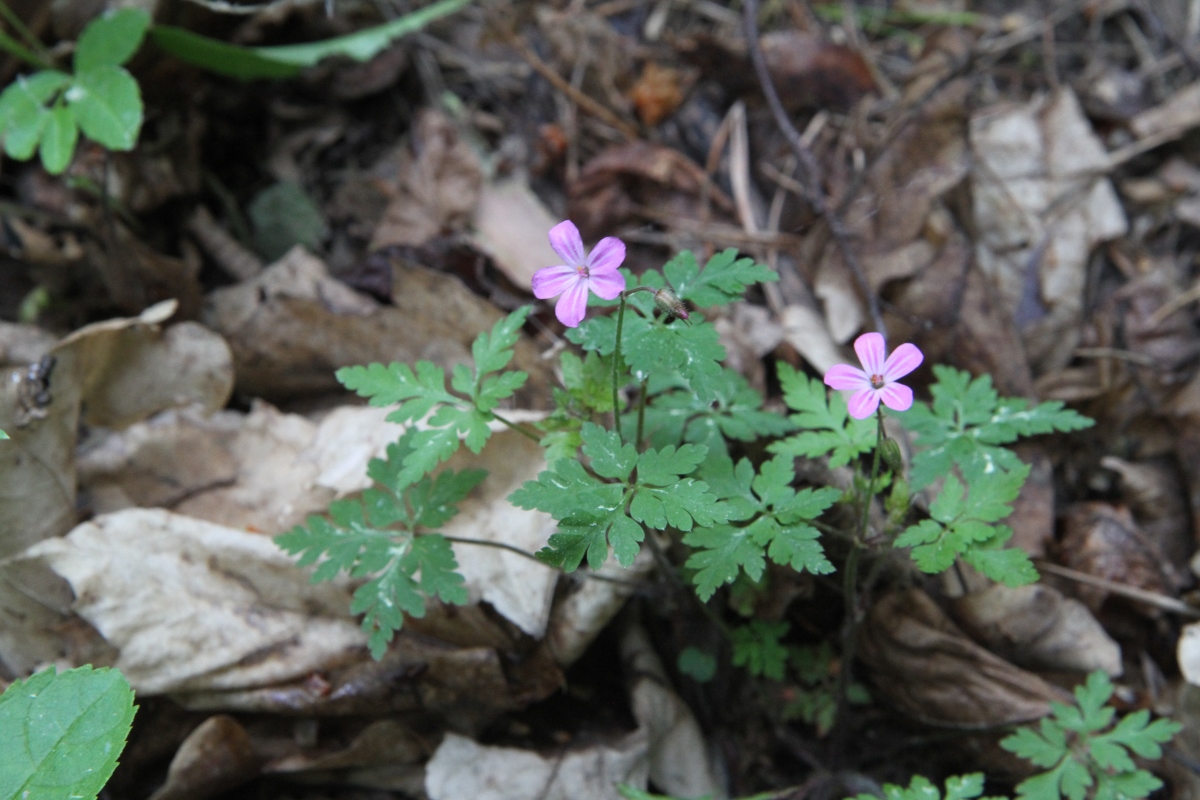 Изображение особи Geranium robertianum.