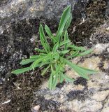 Silene saxatilis. Вегетирующее растение (некоторые листья откушены). Дагестан, Левашинский р-н, окр. с. Леваши, ок. 1400 м н.у.м., скальный выход. 09.06.2019.