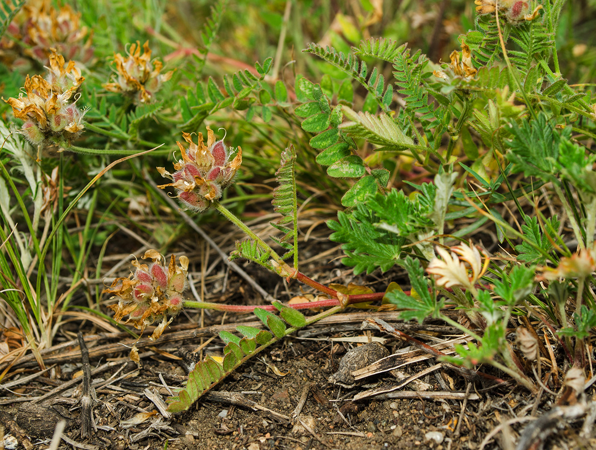 Изображение особи Astragalus neokarelinianus.