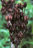 Rhodiola rosea