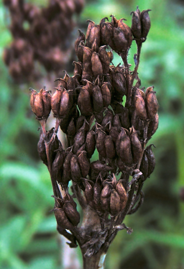 Image of Rhodiola rosea specimen.