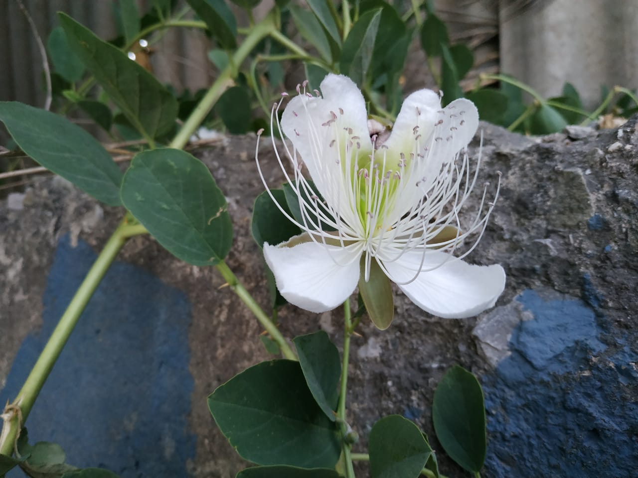 Image of Capparis herbacea specimen.