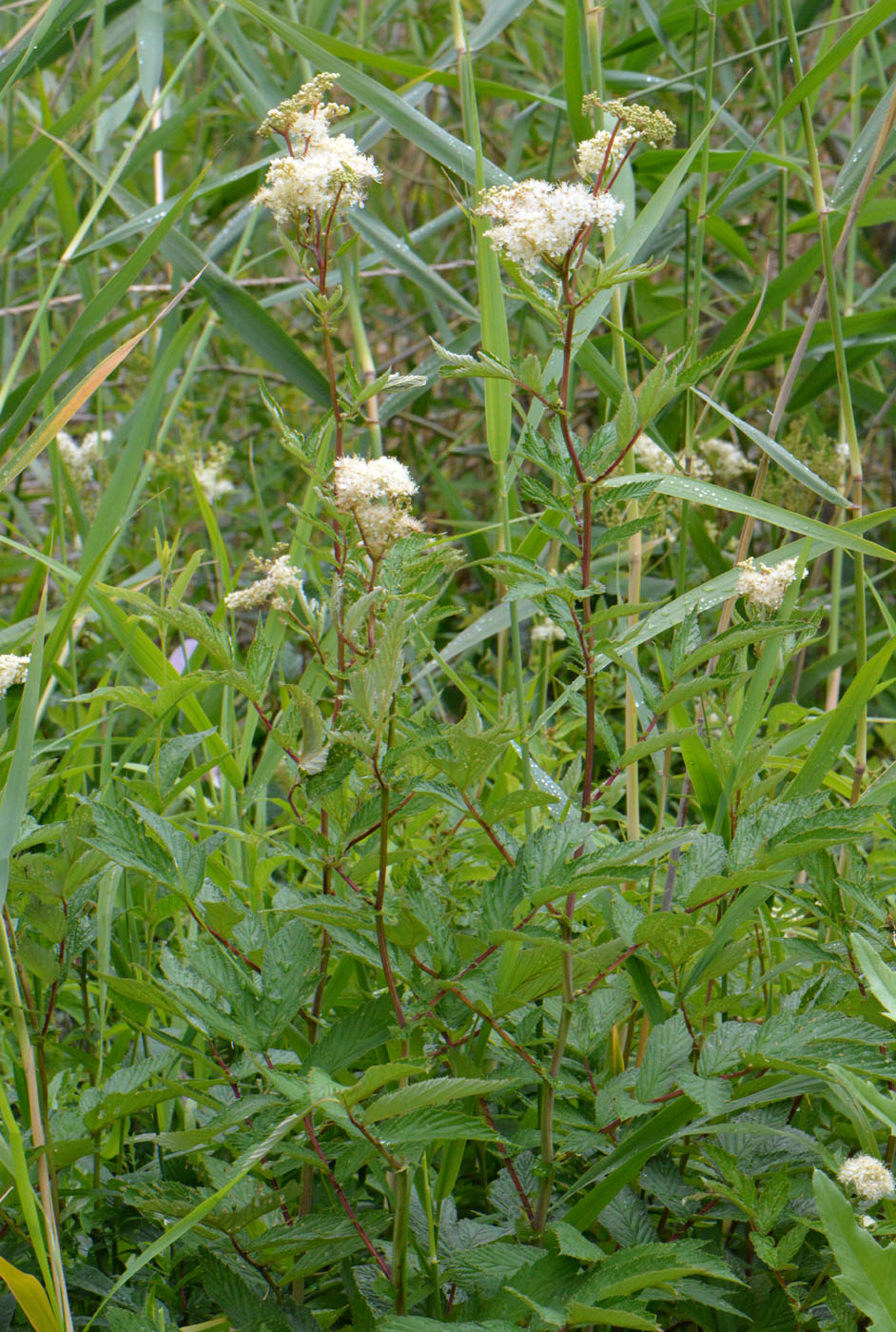 Изображение особи Filipendula ulmaria ssp. denudata.