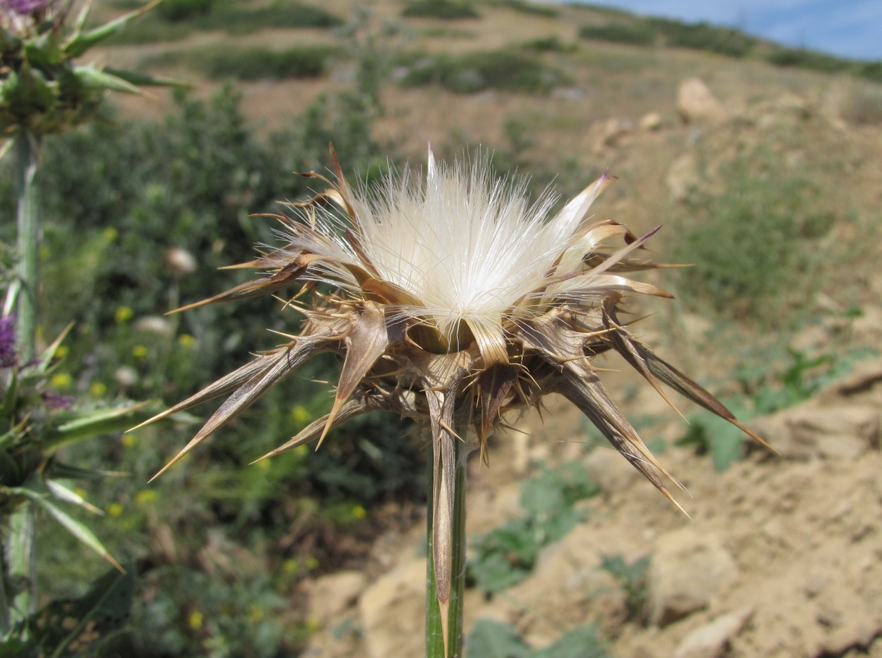 Image of Silybum marianum specimen.