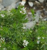 Asperula cretacea. Верхушка побега с соцветиями. Крым, окр. Ялты, ущелье Уч-Кош, крутой щебнистый склон. 17.07.2019.