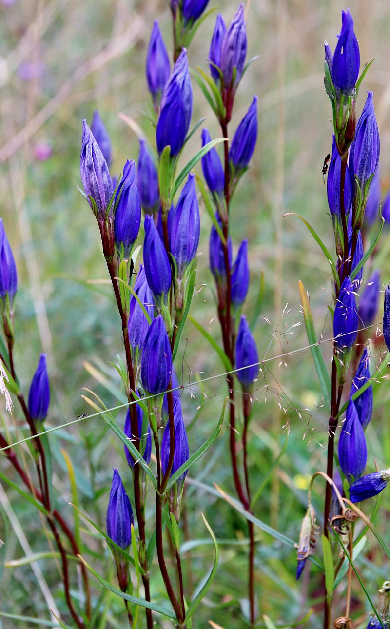 Изображение особи Gentiana pneumonanthe.