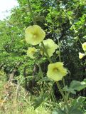 Alcea rugosa