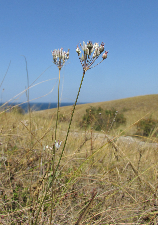 Image of Allium moschatum specimen.