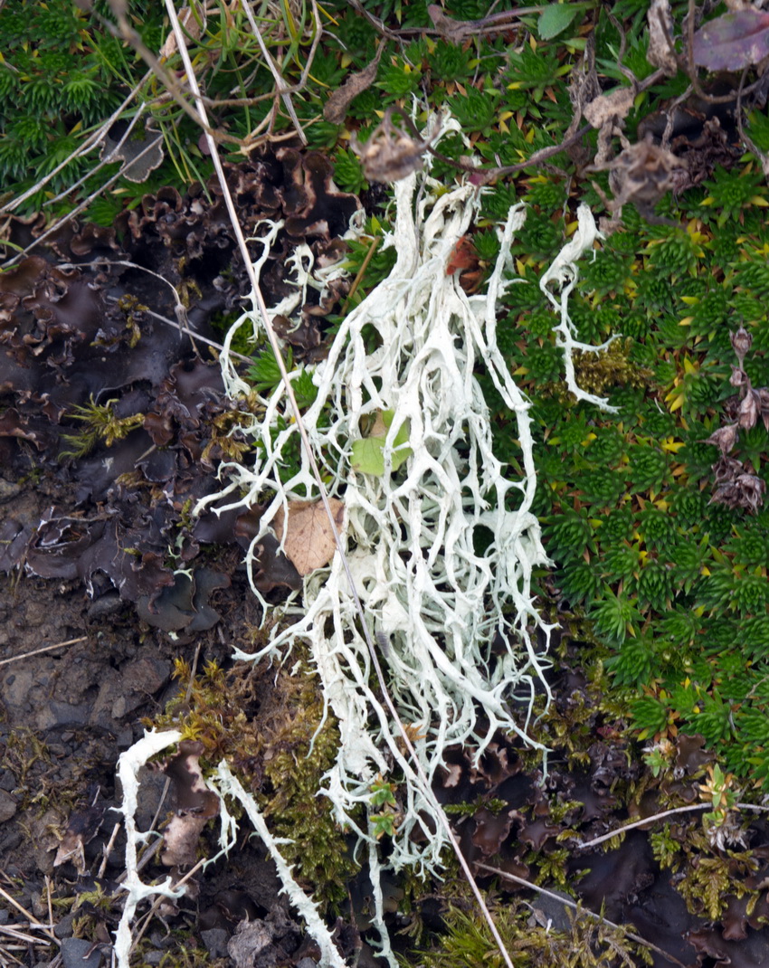 Image of division Ascomycota specimen.