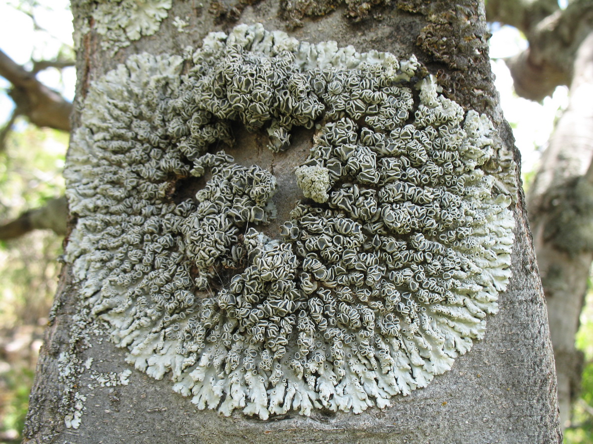 Image of Physcia aipolia specimen.
