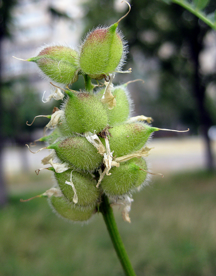 Изображение особи Astragalus cicer.