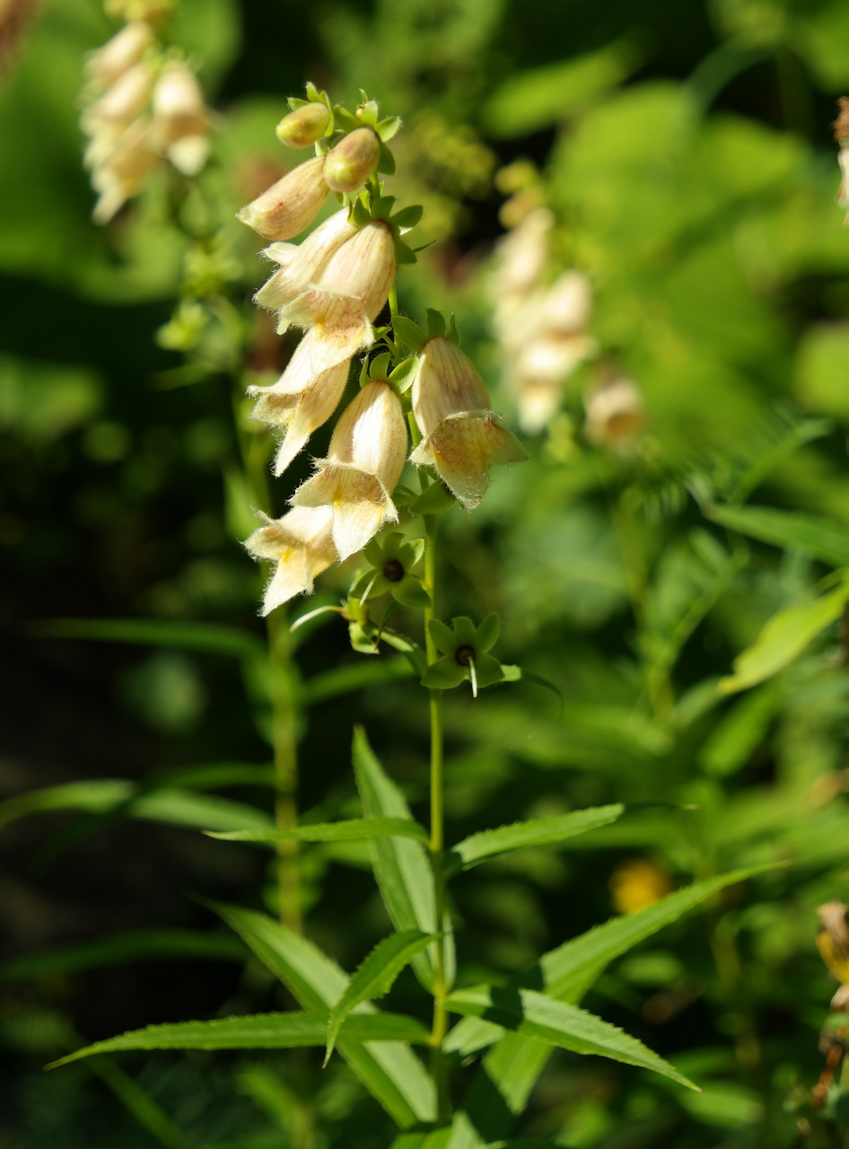 Изображение особи Digitalis ciliata.