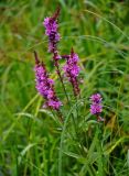 Lythrum salicaria. Верхушка побега с соцветиями. Челябинская обл., Сосновский р-н, долина р. Миасс, окр. с. Кайгородово, у воды. 08.08.2019.