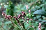 Persicaria maculosa. Часть побега с соцветиями. Москва, СВАО, парк Останкино, на газоне, под пологом лиственного леса. 15 октября 2019 г.