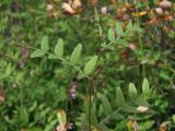 Vicia sepium