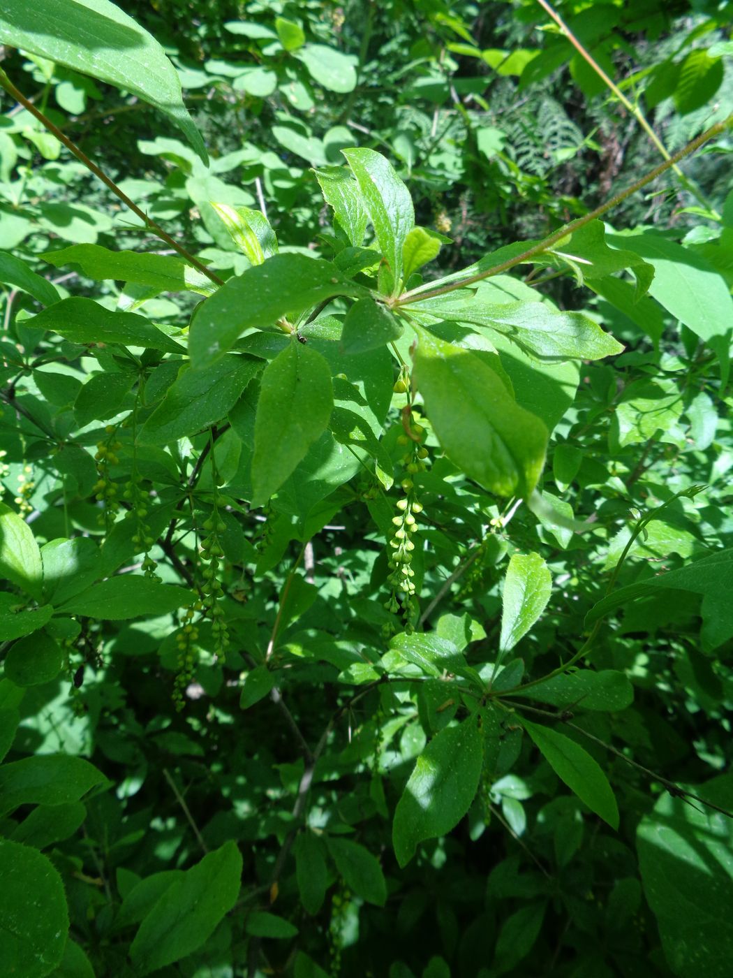 Изображение особи Berberis brachypoda.