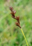 Carex leporina