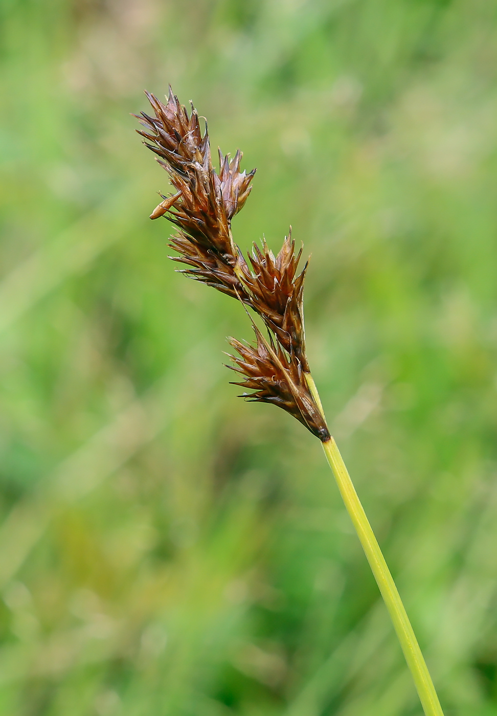 Изображение особи Carex leporina.