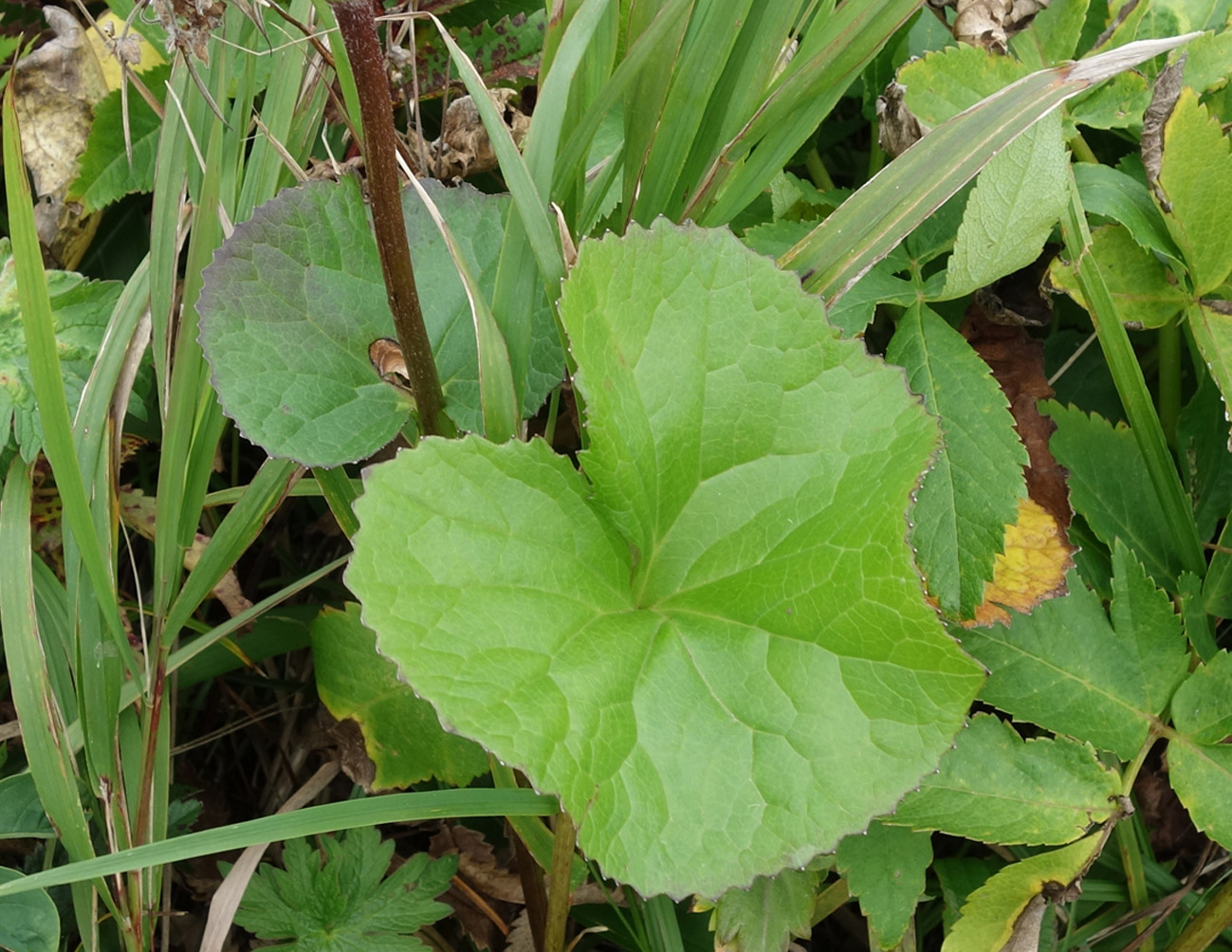 Image of Ligularia hodgsonii specimen.