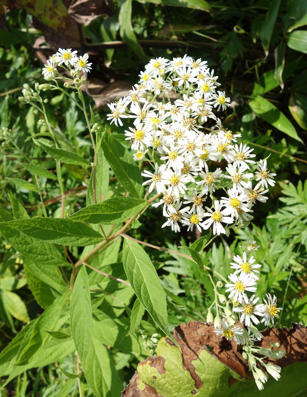 Image of Aster glehnii specimen.