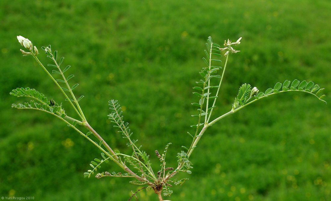 Image of Astragalus hamosus specimen.