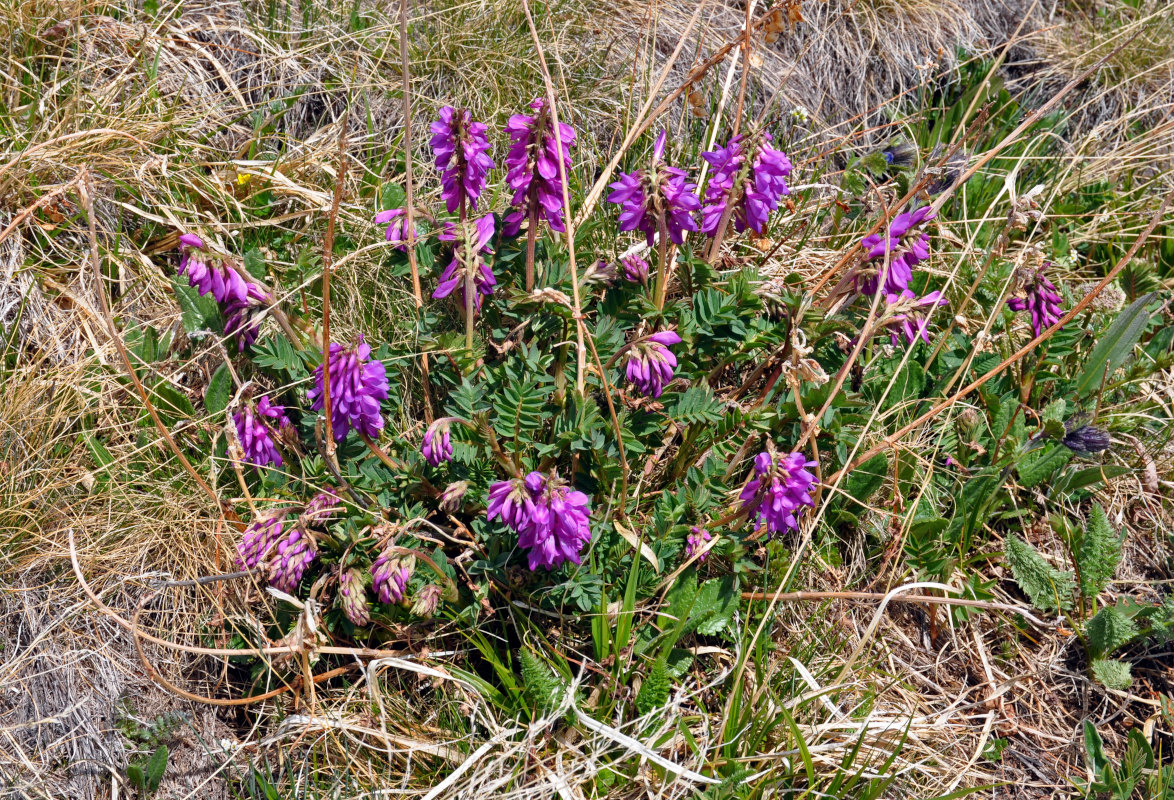 Изображение особи Hedysarum austrosibiricum.