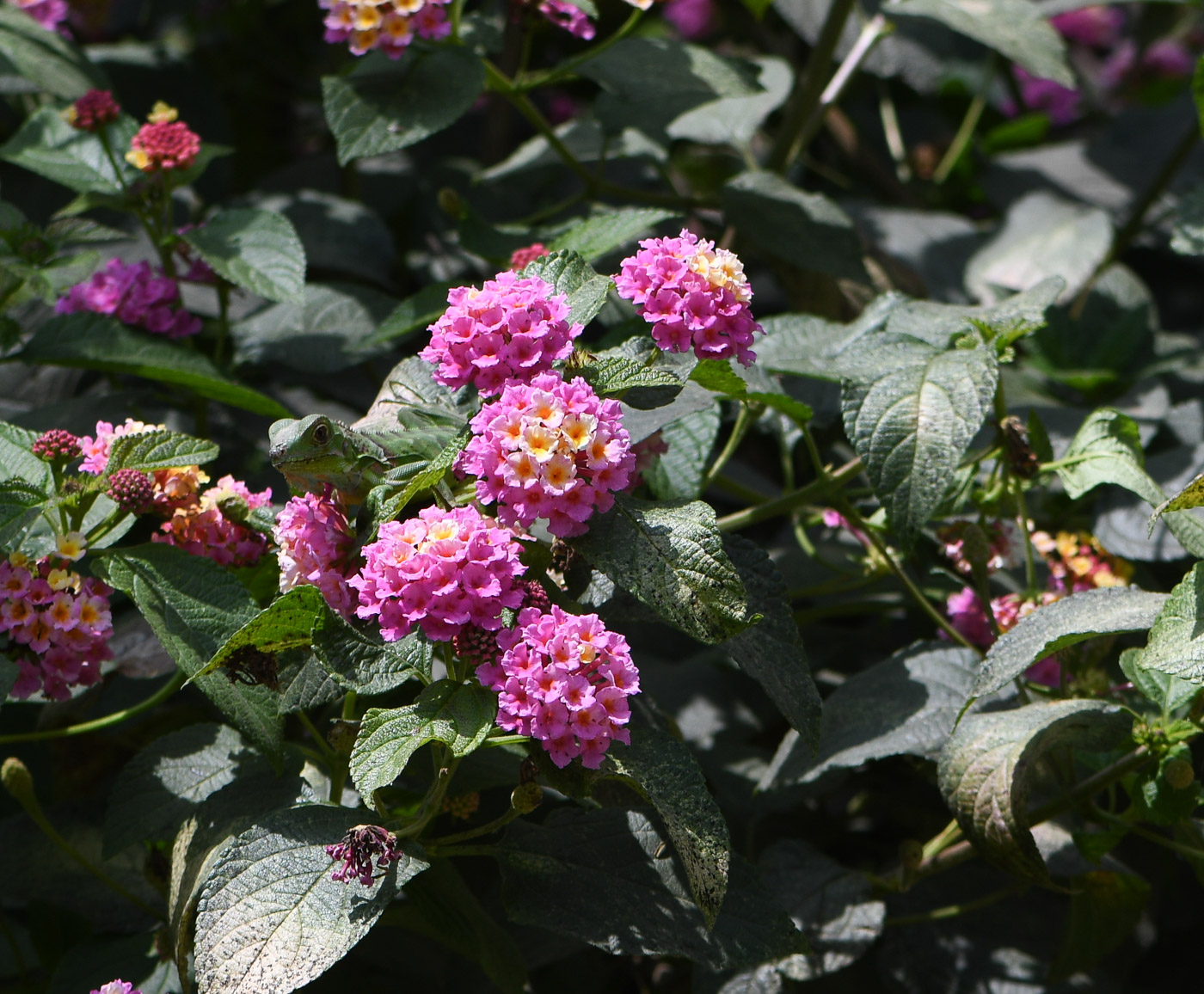 Изображение особи Lantana camara.