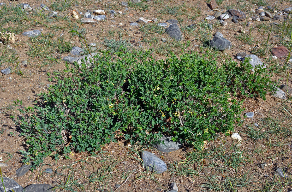 Image of Lonicera microphylla specimen.