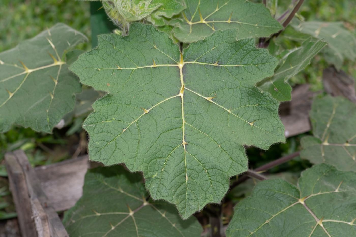 Изображение особи Solanum mammosum.