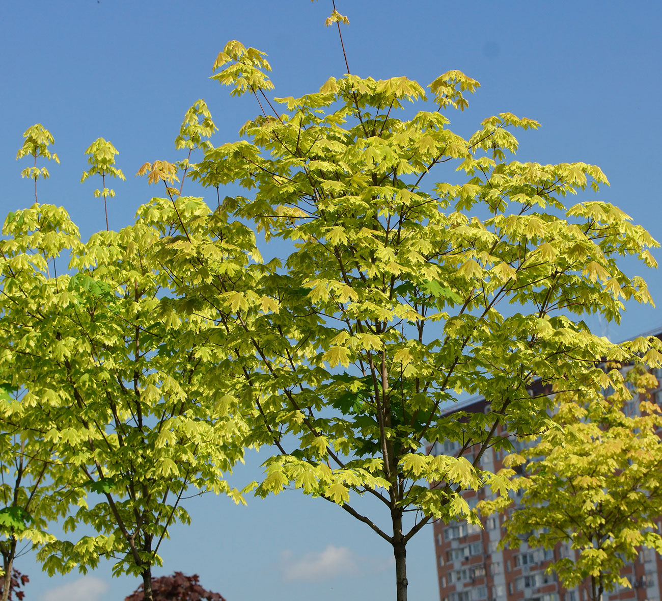 Image of Acer platanoides specimen.