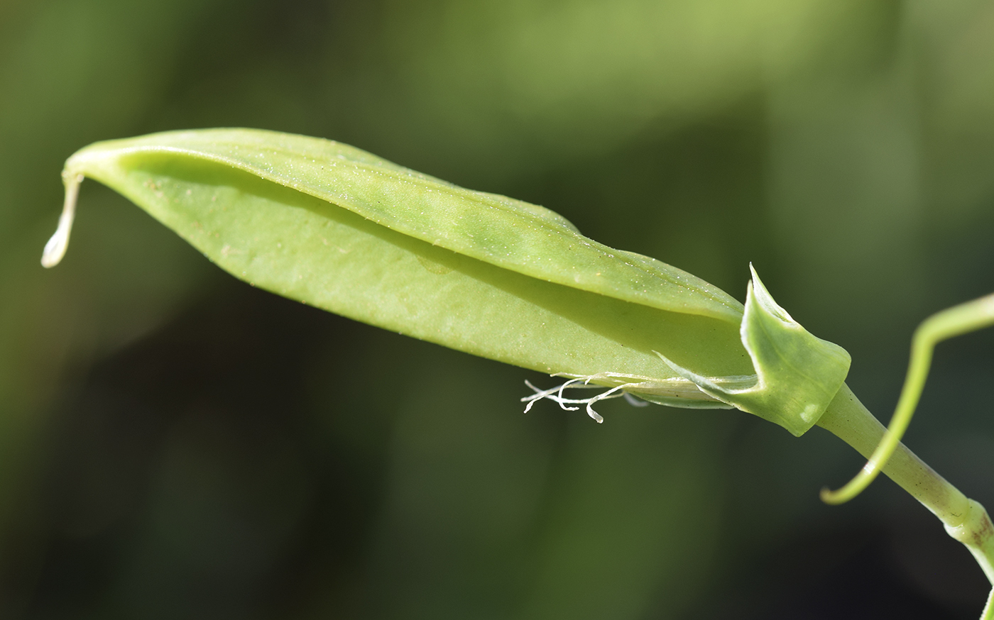 Изображение особи Lathyrus ochrus.