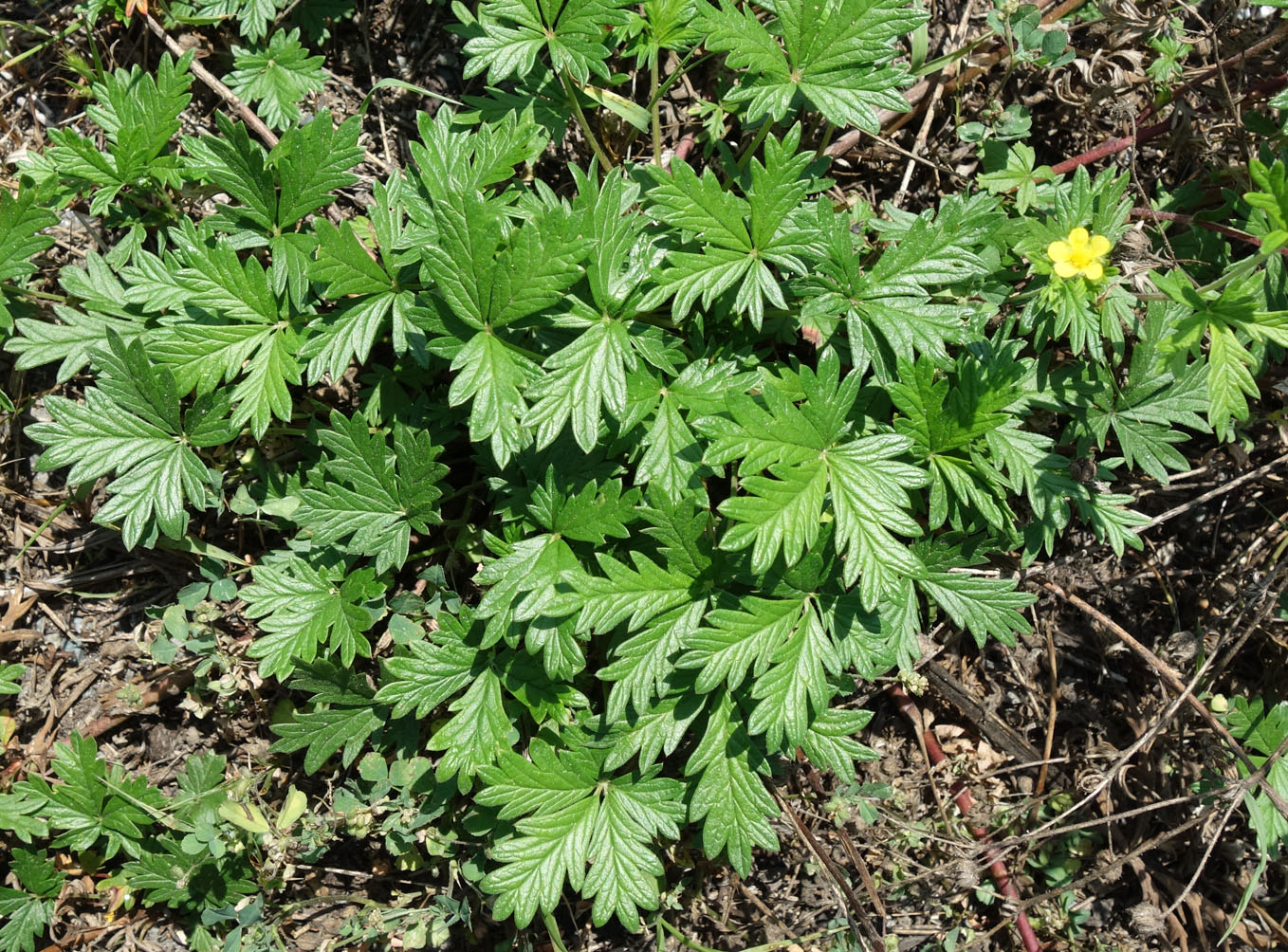 Image of genus Potentilla specimen.