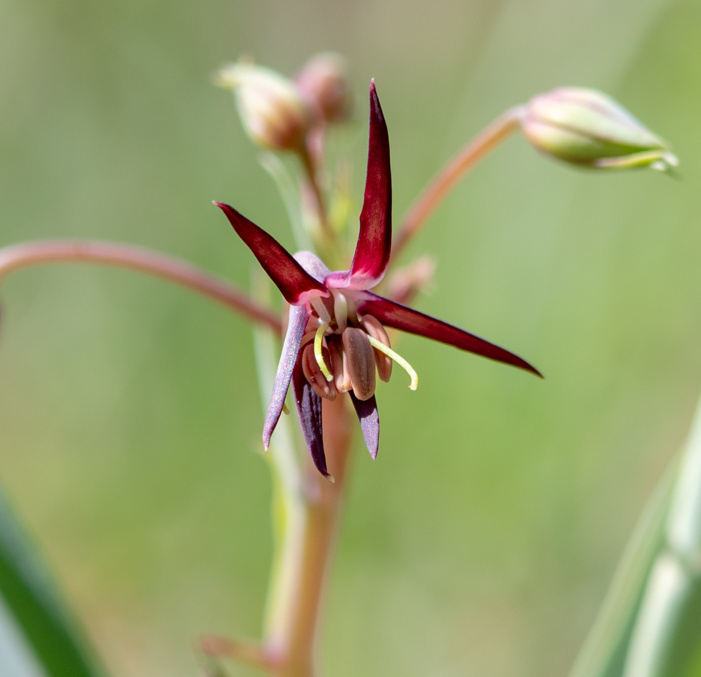 Изображение особи Ornithoglossum vulgare.