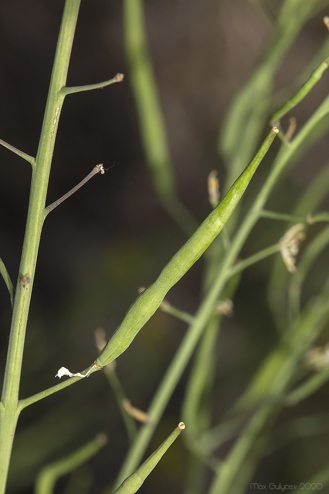 Image of genus Brassica specimen.