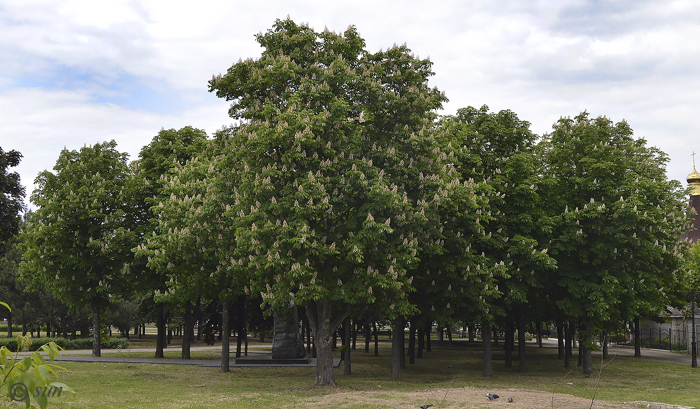 Изображение особи Aesculus hippocastanum.