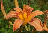 Hemerocallis fulva