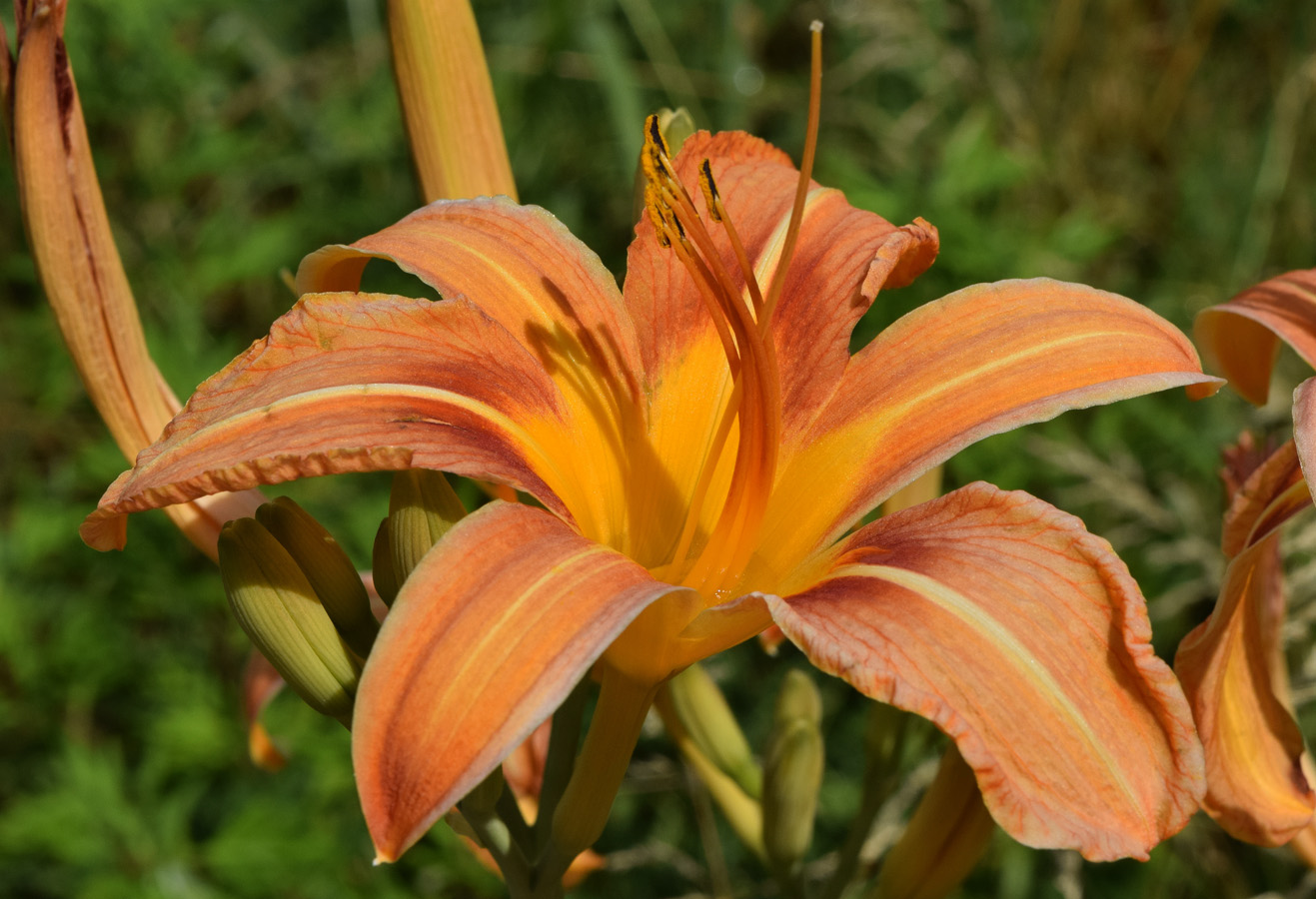 Изображение особи Hemerocallis fulva.