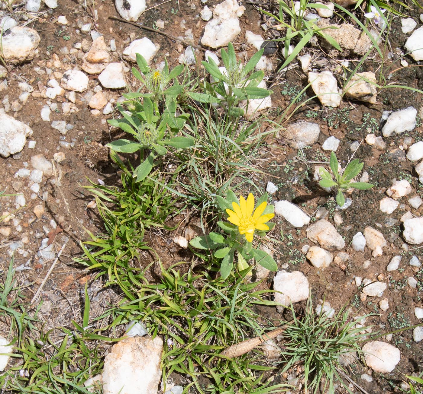 Изображение особи Hirpicium gazanioides.