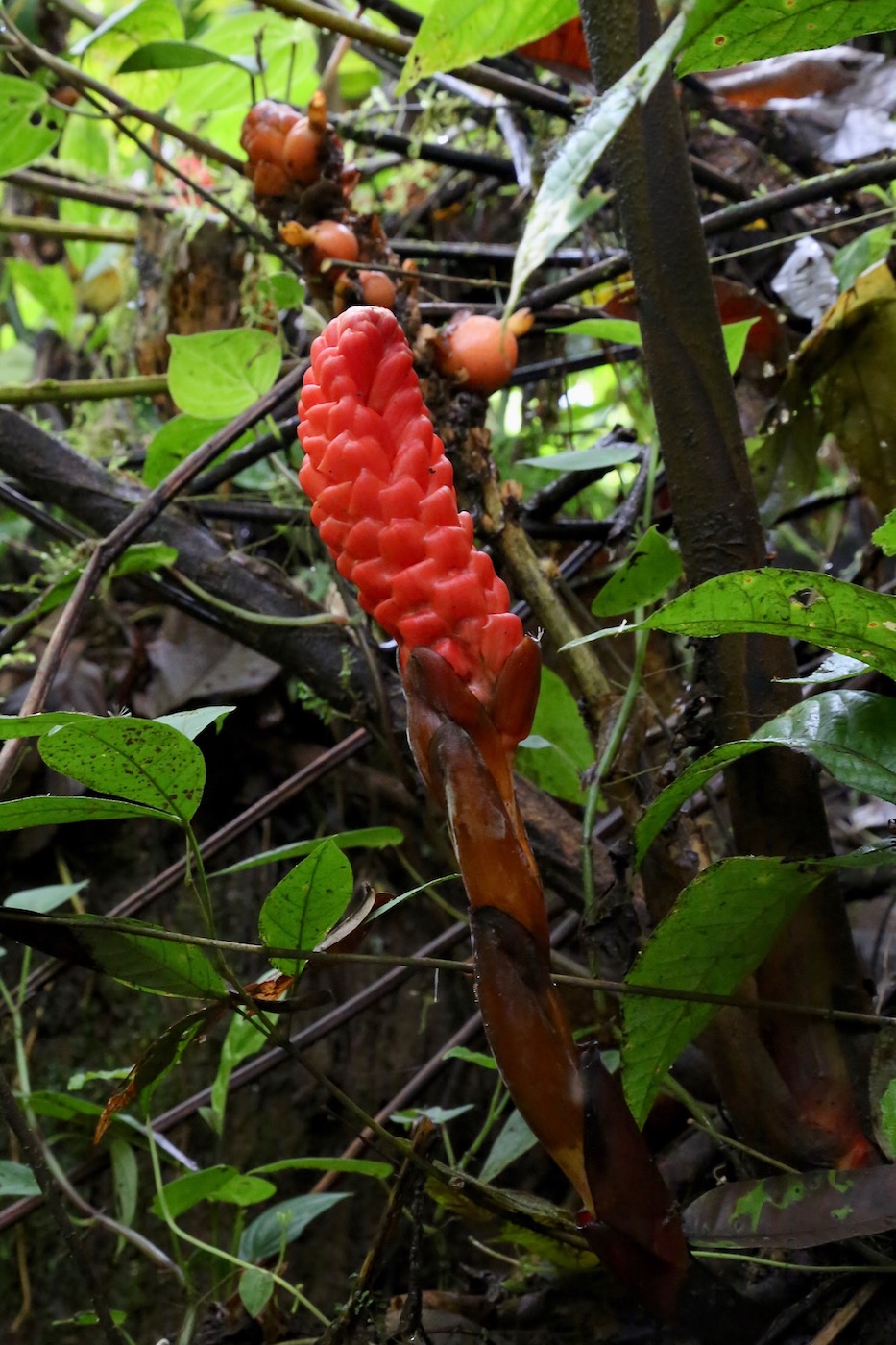 Image of Renealmia thyrsoidea specimen.