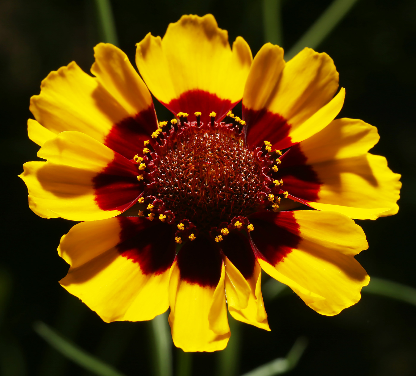 Image of Coreopsis tinctoria specimen.